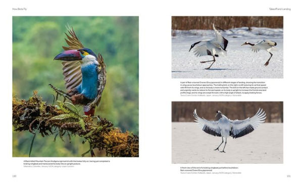 How Birds Fly: The Science and Art of Avian Flight