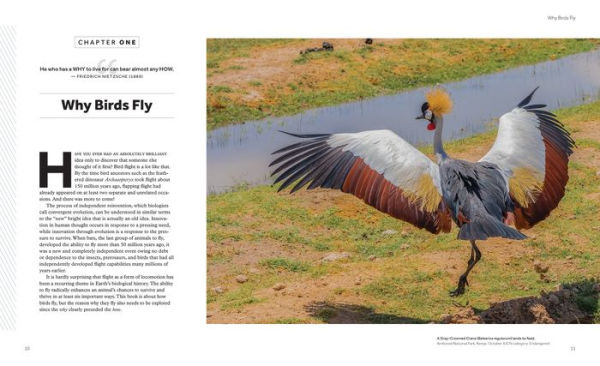 How Birds Fly: The Science and Art of Avian Flight