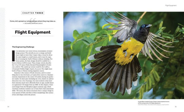 How Birds Fly: The Science and Art of Avian Flight