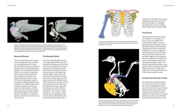 How Birds Fly: The Science and Art of Avian Flight
