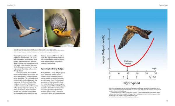 How Birds Fly: The Science and Art of Avian Flight