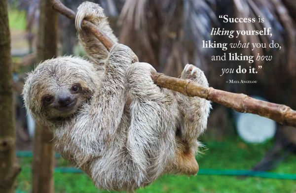 Wisdom of Sloths