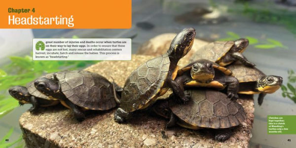 Saving Turtles: A Kid's Guide to Helping Endangered Creatures