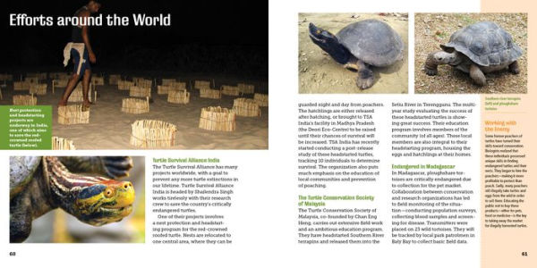 Saving Turtles: A Kid's Guide to Helping Endangered Creatures