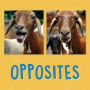 Opposites: English Edition