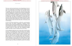 Alternative view 7 of Sexus Animalis: There Is Nothing Unnatural in Nature