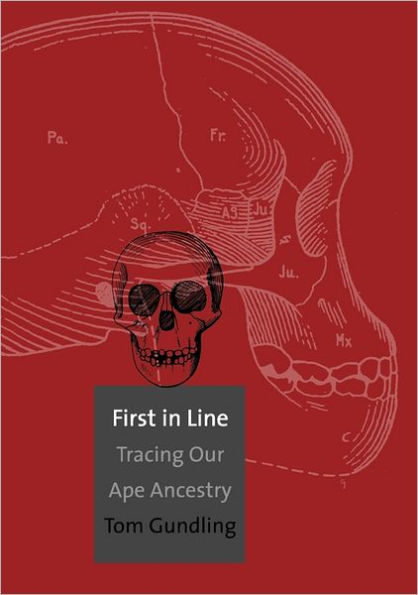 First in Line: Tracing Our Ape Ancestry