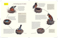 Alternative view 2 of What It's Like to Be a Bird: From Flying to Nesting, Eating to Singing--What Birds Are Doing, and Why