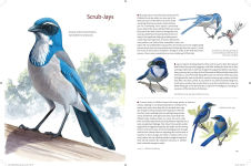 Alternative view 3 of What It's Like to Be a Bird: From Flying to Nesting, Eating to Singing--What Birds Are Doing, and Why