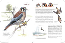 Alternative view 4 of What It's Like to Be a Bird: From Flying to Nesting, Eating to Singing--What Birds Are Doing, and Why