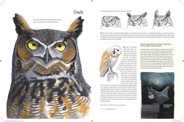 What It's Like to Be a Bird: From Flying to Nesting, Eating to Singing--What Birds Are Doing, and Why