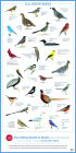 Alternative view 2 of The Sibley Guide to Birds, Second Edition