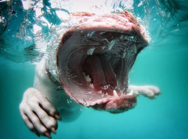 Underwater Dogs