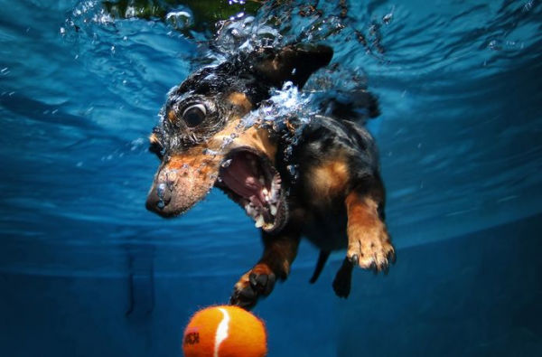 Underwater Dogs