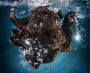 Alternative view 7 of Underwater Puppies