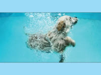 Alternative view 5 of Underwater Dogs: Kids Edition