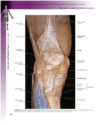 Atlas of Clinical Gross Anatomy: With STUDENT CONSULT Online Access