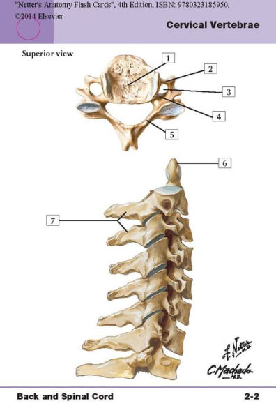 Netter's Anatomy Flash Cards: with Online Student Consult Access / Edition 4