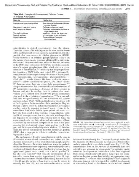 Endocrinology Adult and Pediatric: The Parathyroid Gland and Bone Metabolism / Edition 6