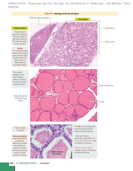 Histology and Cell Biology: An Introduction to Pathology / Edition 4
