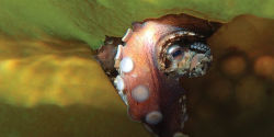 Alternative view 3 of Underwater Wild: My Octopus Teacher's Extraordinary World