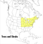 Alternative view 1 of A Field Guide to Trees and Shrubs: Northeastern and north-central United States and southeastern and south-centralCanada