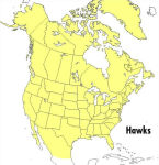 Alternative view 2 of A Field Guide to Hawks of North America