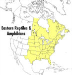 Alternative view 2 of A Field Guide to Reptiles and Amphibians: Eastern and Central North America / Edition 3