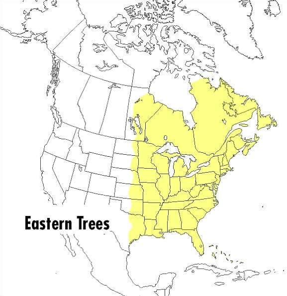 A Peterson Field Guide To Eastern Trees: Eastern United States and Canada, Including the Midwest