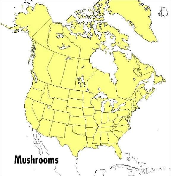 A Peterson Field Guide To Mushrooms: North America