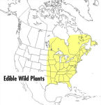 Alternative view 2 of A Peterson Field Guide To Edible Wild Plants: Eastern and central North America