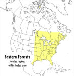 Alternative view 2 of A Peterson Field Guide to Eastern Forests: North America