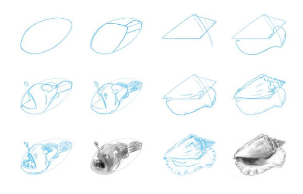 Draw 50 Sea Creatures: The Step-by-Step Way to Draw Fish, Sharks, Mollusks, Dolphins, and More