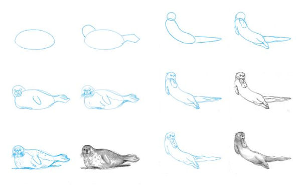 Draw 50 Sea Creatures: The Step-by-Step Way to Draw Fish, Sharks, Mollusks, Dolphins, and More