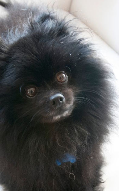 Pomeranian Cuteness: Black Pomeranian Cuteness Writing Journal by ...