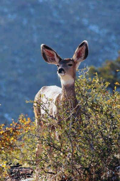 Kids Deer Journal: Rocky Mountain Mule Journal or Notebook