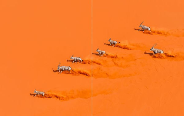 Why We Photograph Animals