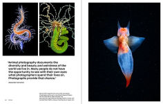 Alternative view 10 of Why We Photograph Animals