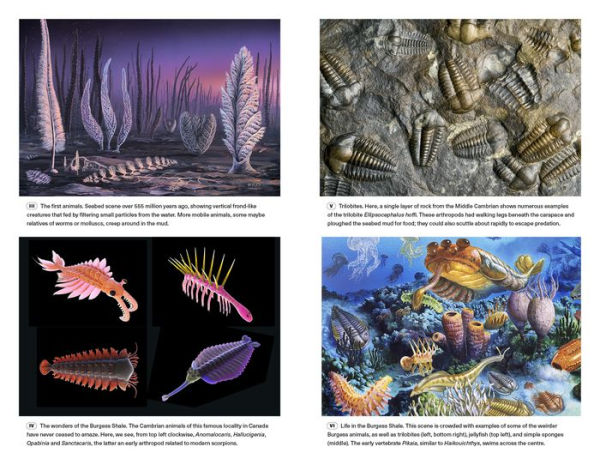 Extinctions: How Life Survives, Adapts and Evolves