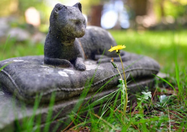 Faithful Unto Death: Pet cemeteries, animal graves, and eternal devotion