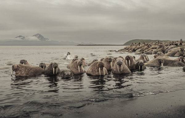 Wild Ocean: A Journey to the Earth's Last Wild Coasts