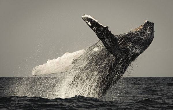 Wild Ocean: A Journey to the Earth's Last Wild Coasts