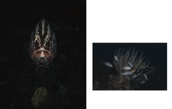 Wild Ocean: A Journey to the Earth's Last Wild Coasts