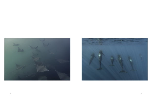 Wild Ocean: A Journey to the Earth's Last Wild Coasts