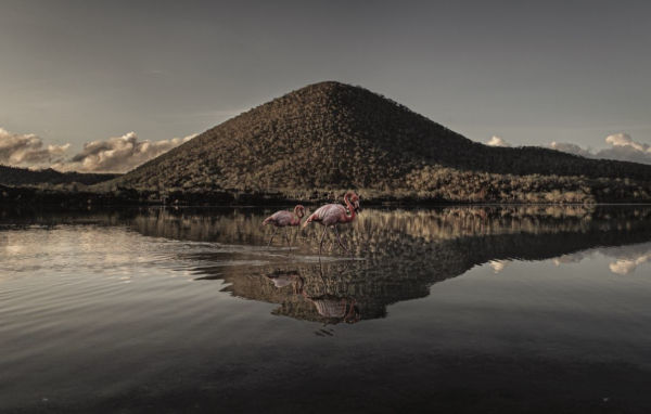 Wild Ocean: A Journey to the Earth's Last Wild Coasts