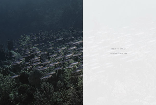 Wild Ocean: A Journey to the Earth's Last Wild Coasts