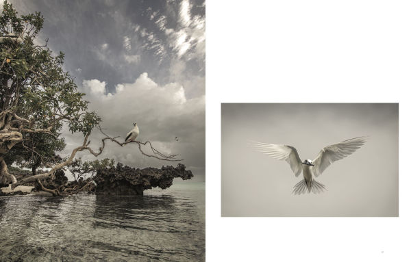 Wild Ocean: A Journey to the Earth's Last Wild Coasts