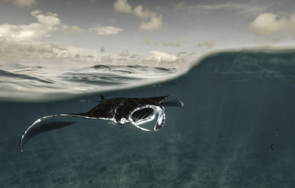 Wild Ocean: A Journey to the Earth's Last Wild Coasts