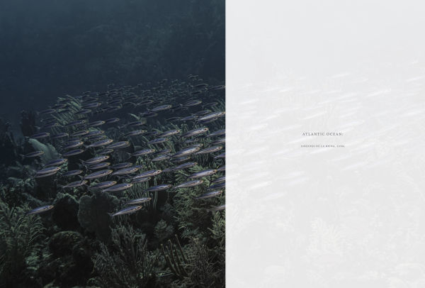 Wild Ocean: A Journey to the Earth's Last Wild Coasts