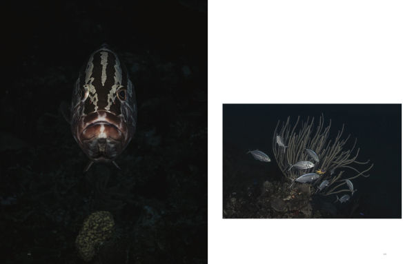 Wild Ocean: A Journey to the Earth's Last Wild Coasts